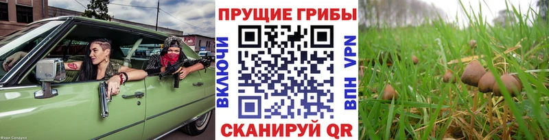 где найти наркотики  Лабинск  маркетплейс состав  Псилоцибиновые грибы мицелий  кракен ссылки 